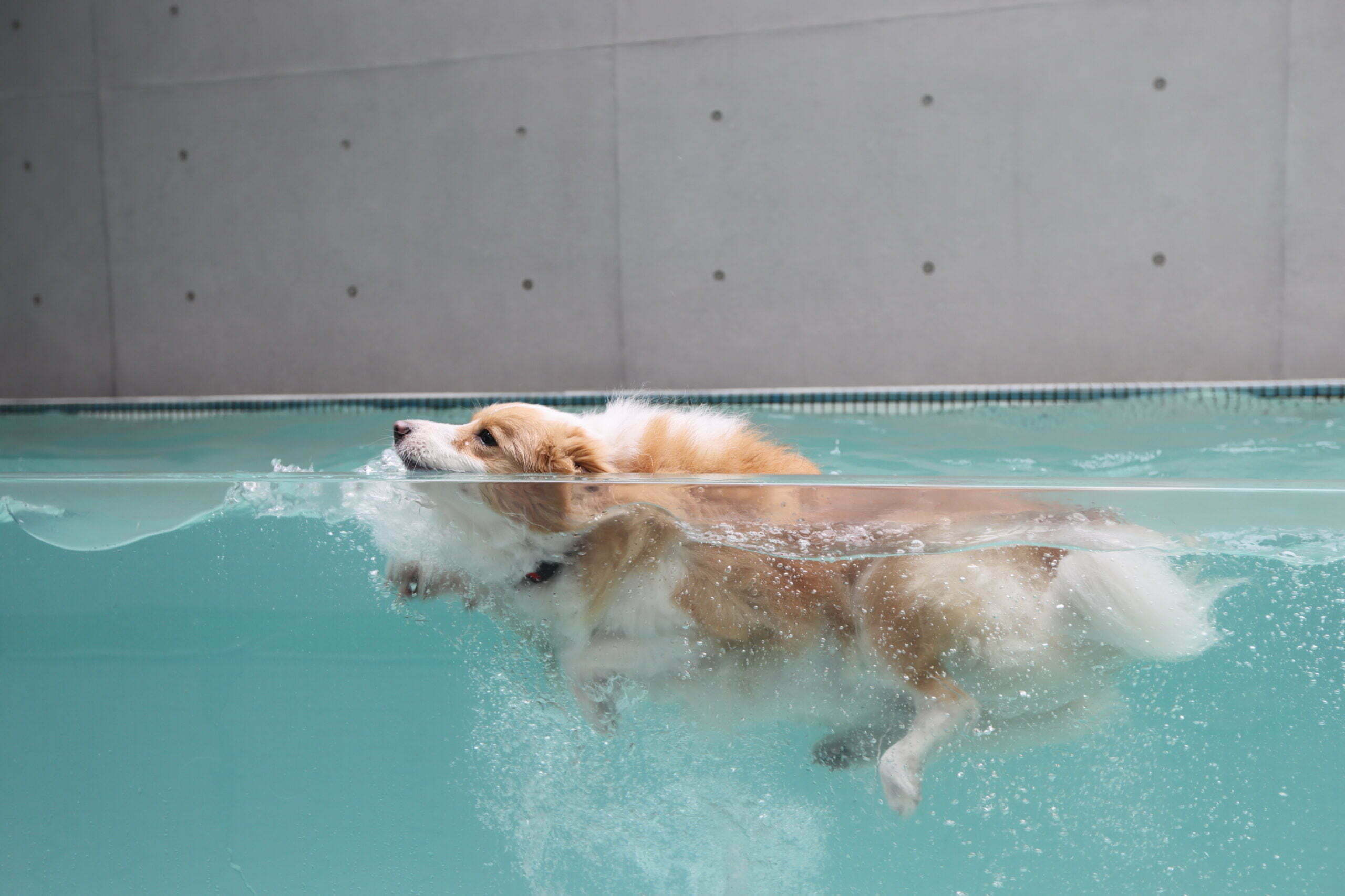 狗狗游泳池 1_多野樂寵物游泳池