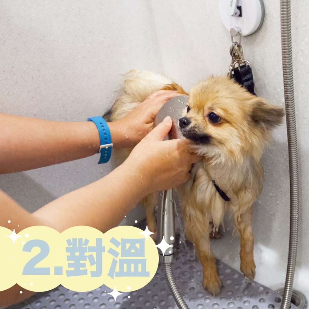 多野樂寵物泳池|第一次游泳,怎麼游? 3 152747697 218928059972494 9002381949960653751 n