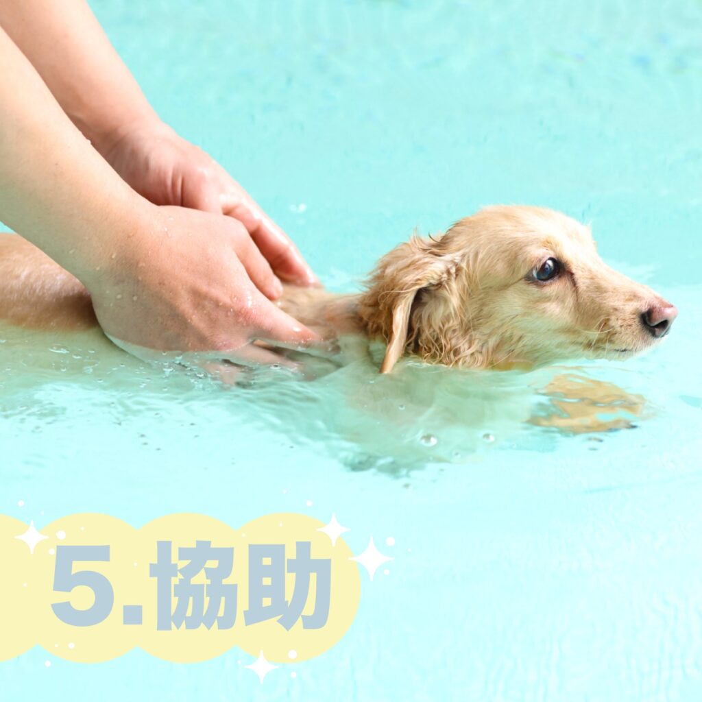 多野樂寵物泳池|第一次游泳,怎麼游? 6 155165693 218928303305803 8553394172178114109 n