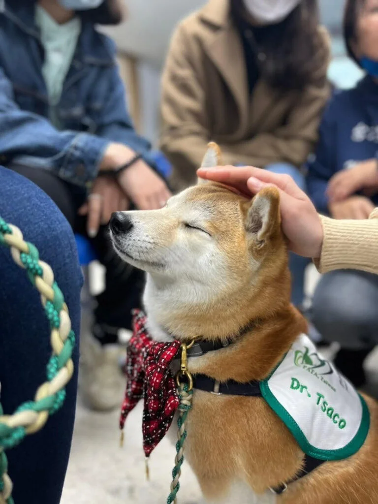 相遇多野樂|我是治療犬 Tsaco「匝摳」 3 277456357 345630684276907 1030000370286835048 n