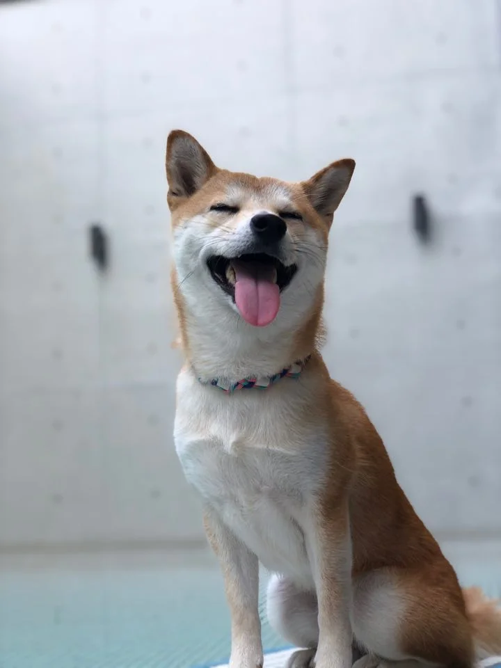 相遇多野樂|我是治療犬 Tsaco「匝摳」 7 277896998 701060144371753 6960920334721511726 n