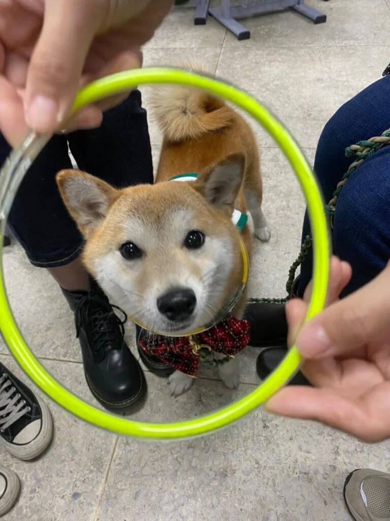 相遇多野樂|我是治療犬 Tsaco「匝摳」 5 277899705 678492210030454 4085396631527499902 n