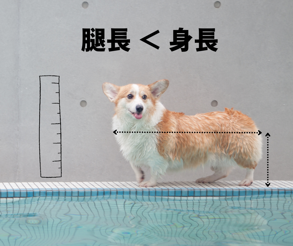 多野樂盃| 短腿划水王挑戰賽 1