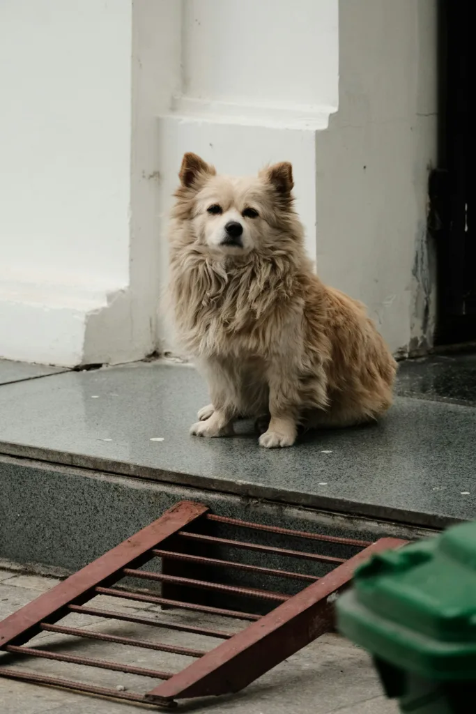 樂齡寵物居家照護設計 ✦ 樂陪 Love Pet 生活|系列講座 6 duc van ezqJ217hgEw unsplash