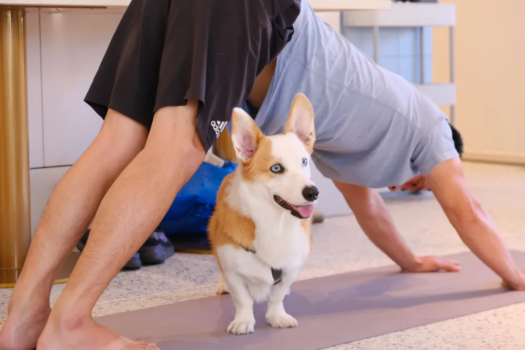 【DOGA】多野樂 |狗狗瑜伽體驗課 6 DSCF1245