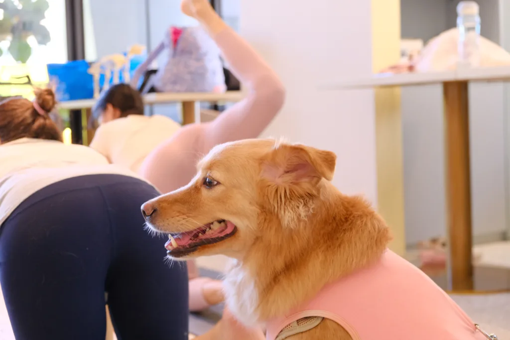 【DOGA】多野樂 |狗狗瑜伽體驗課 3 DSCF1250