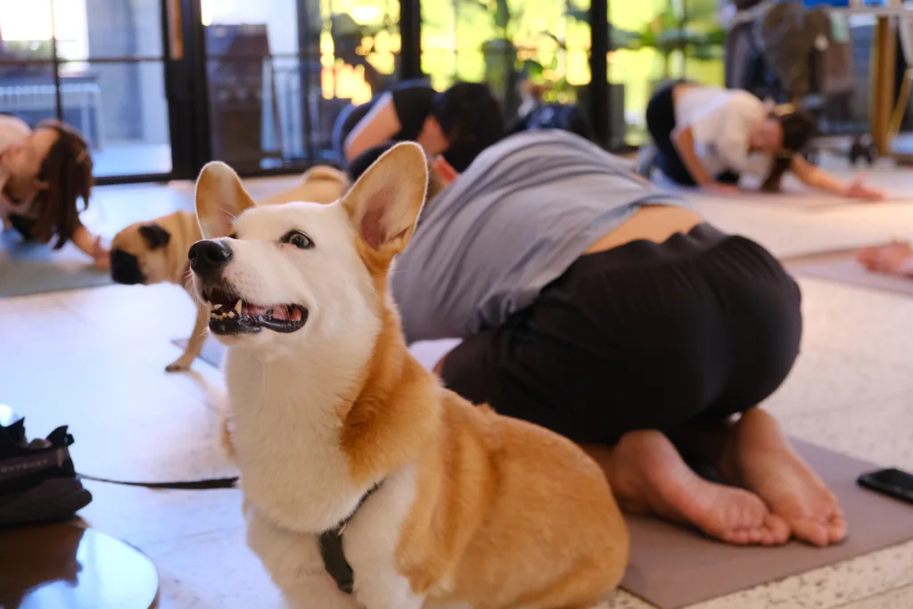 【DOGA】多野樂 |狗狗瑜伽體驗課 1 DSCF1260